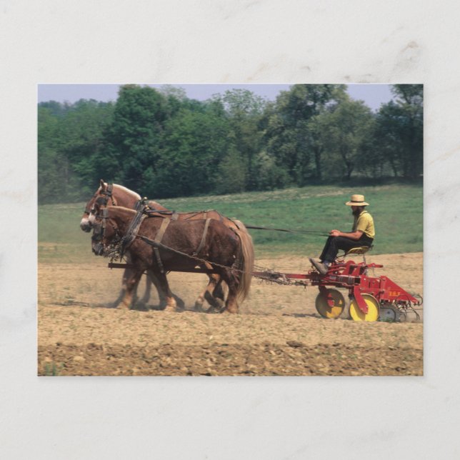 Amish Country simple people in farming with Postcard (Front)