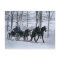 Amish Country Winter Carriage Ride-Postcard