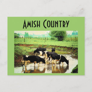Amish Cows Postcard