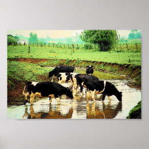 Amish Cows Poster