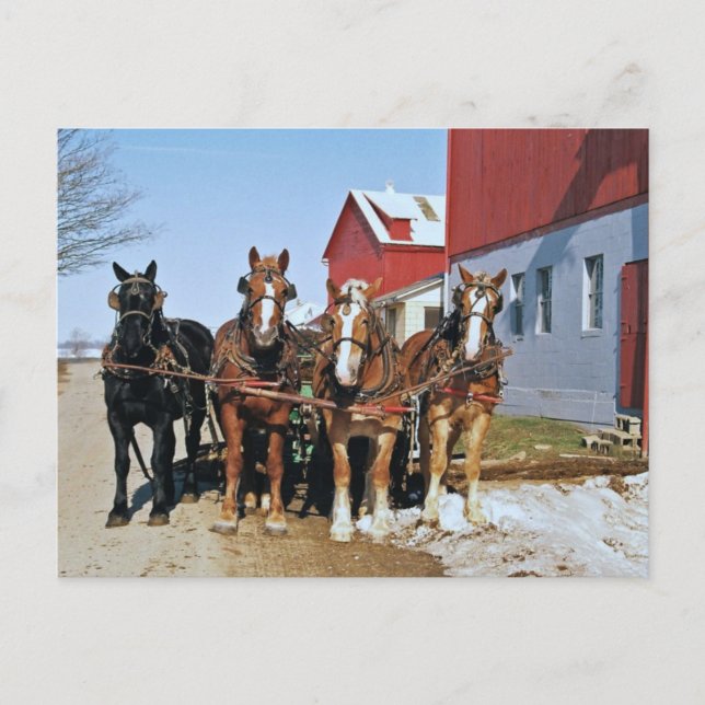 Amish Draught Horse Team-Postcard Postcard (Front)