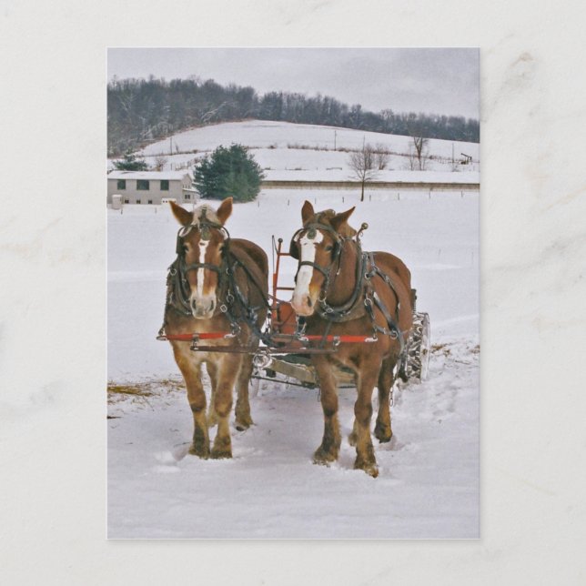 Amish Draught horses In Winter-Postcard Postcard (Front)