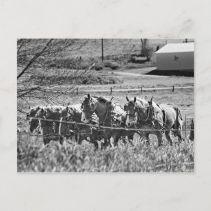 Amish Draught Team at Work Postcard