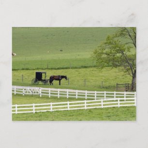 Amish farm with horse and buggy near Berlin, Postcard