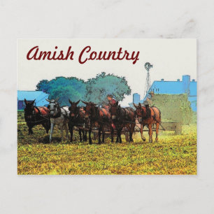 Amish Farming Postcard