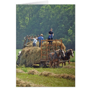 Amish hay harvest