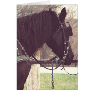 Amish Horse