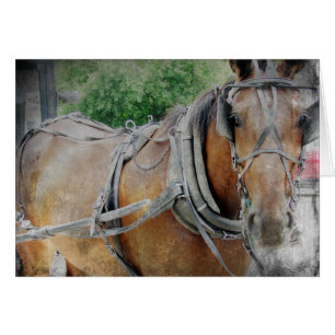Amish Horse and Buggy