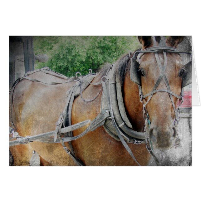 Amish Horse and Buggy (Front Horizontal)
