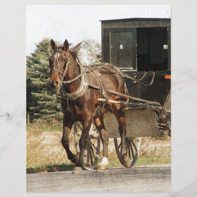 Amish Horse and Buggy (Front)