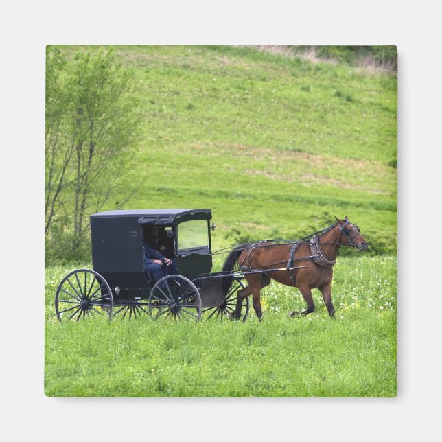 Amish horse and buggy near Berlin, Ohio. Magnet (Front)
