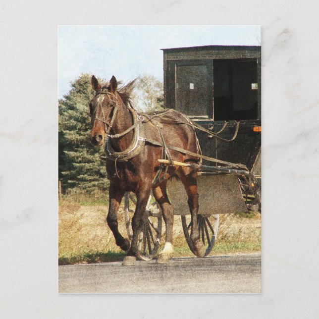 Amish Horse and Buggy Postcard (Front)