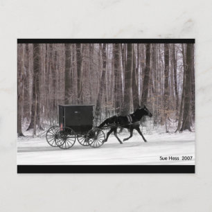 Amish Horse and Buggy Postcard