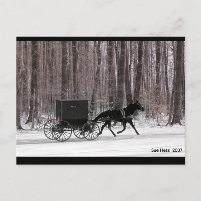 Amish Horse and  Buggy Postcard (Front)