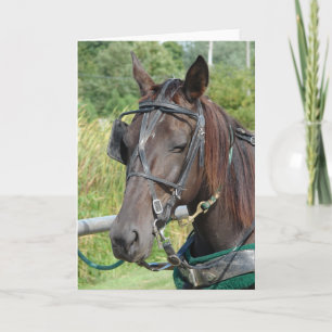 Amish Horse at the Hitching Post Card