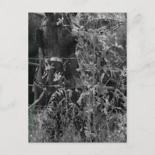 Amish Horse Black and White Grunge Postcard