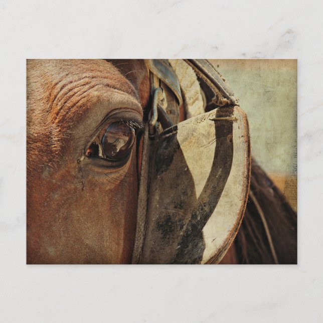 Amish Horse Eye Postcard (Front)