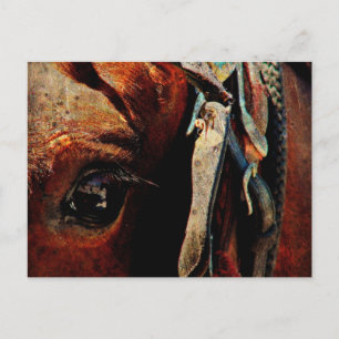 Amish Horse Eye Postcard