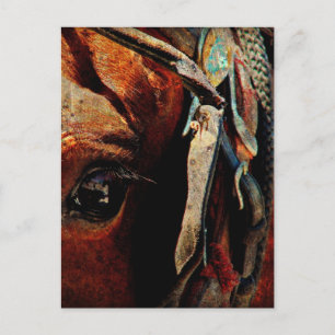 Amish Horse Eye Postcard