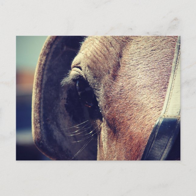 Amish Horse Postcard (Front)