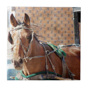 Amish Horse Tile