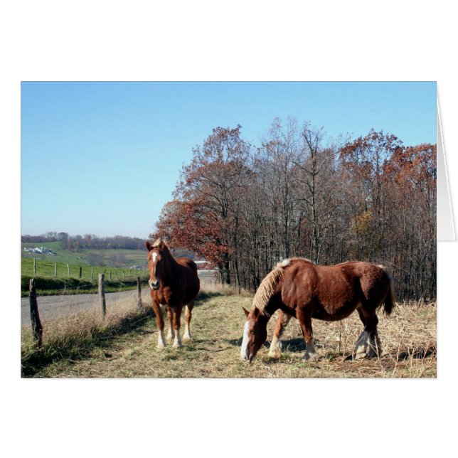Amish Horses (Front Horizontal)