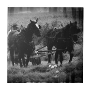 Amish Horses in Hay Field Working Ceramic Tile