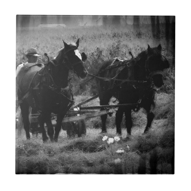 Amish Horses in Hay Field Working Ceramic Tile (Front)