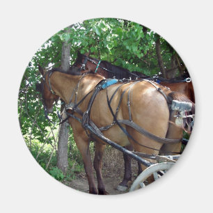 Amish Horses Magnet