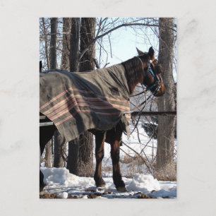 Amish Horses Waiting In Winter Blanket Postcard