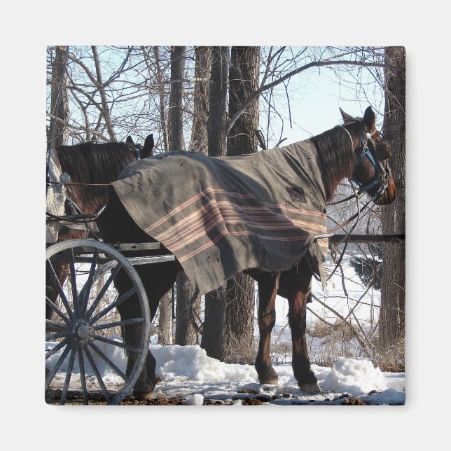 Amish Horses Waiting In Winter Magnet (Front)