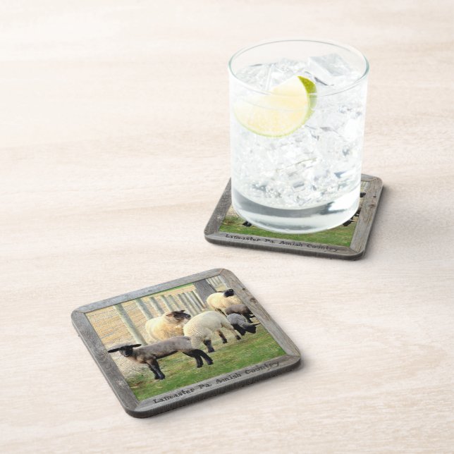 Amish Lambs and Sheep! 6 Coaster (Right Side)