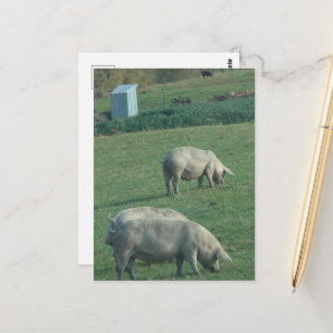 Amish Pasture Pigs Postcard