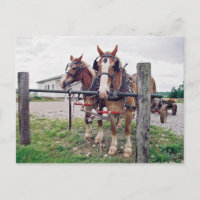 Amish Team at Hitching Post
