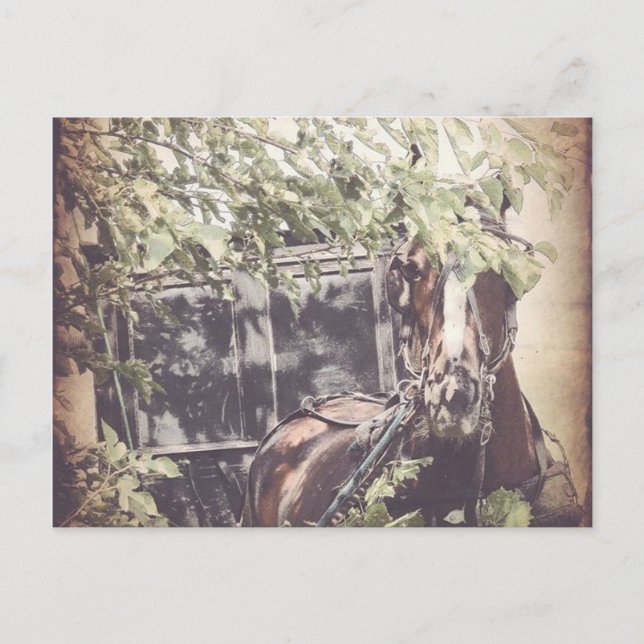 Amish Waiting Horse Postcard (Front)
