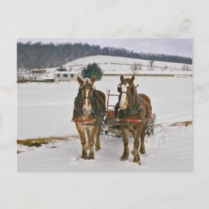Amish Winter Draught Horses-Postcard Postcard