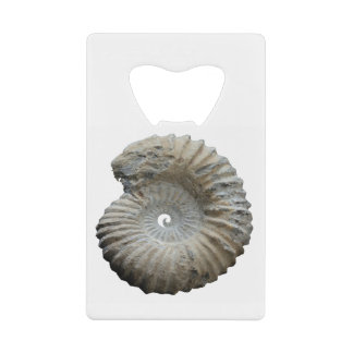 ammonite