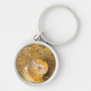 Ammonite and Other Fossils in Polished Rock Photo Key Ring