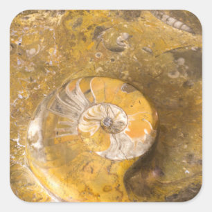 Ammonite and Other Fossils in Rock Photography Square Sticker