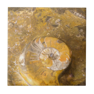 Ammonite and Other Fossils in Rock Photography Tile