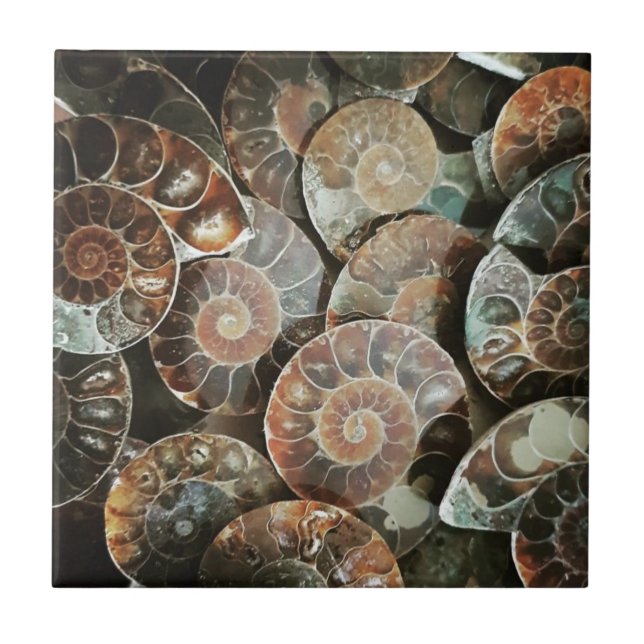 Ammonite bundle ceramic tile (Front)