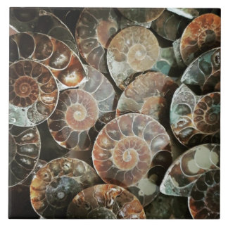 Ammonite bundle large ceramic tile