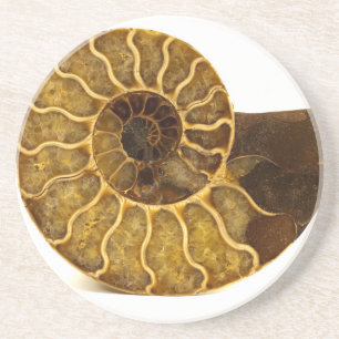 Ammonite Fossil Coaster