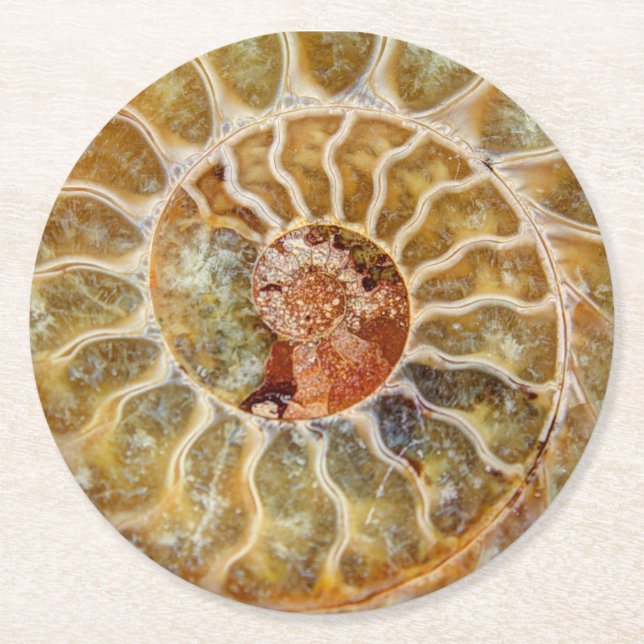 Ammonite Fossil Coaster (Front)