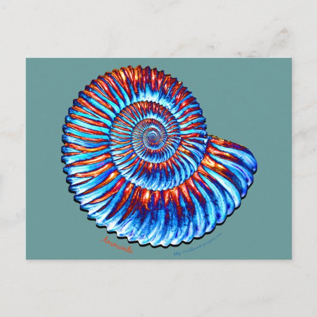 Ammonite fossil postcard (Front)
