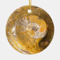 Ammonite Fossil Rock Nature Photography Ceramic Or