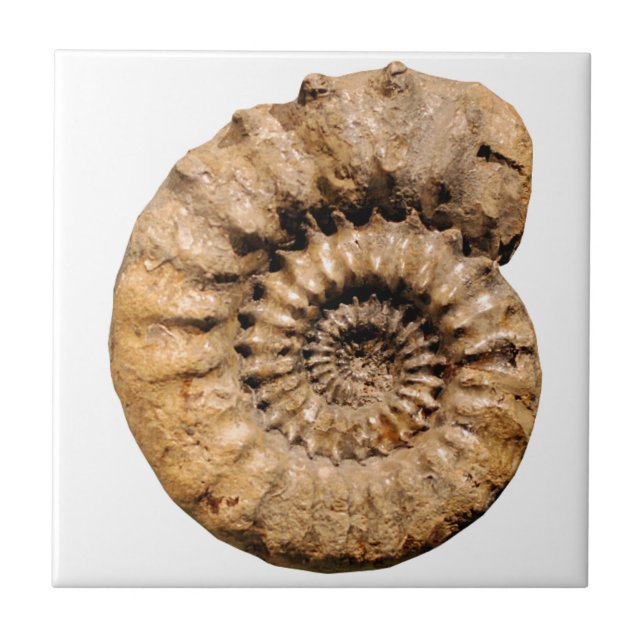Ammonite Fossil Tile (Front)