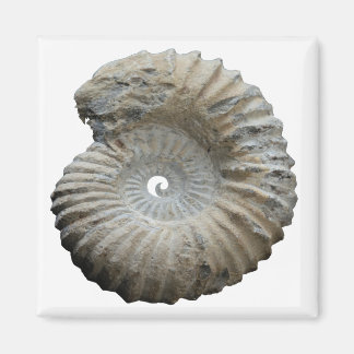 ammonite magnet