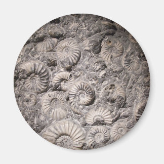 Ammonite magnet