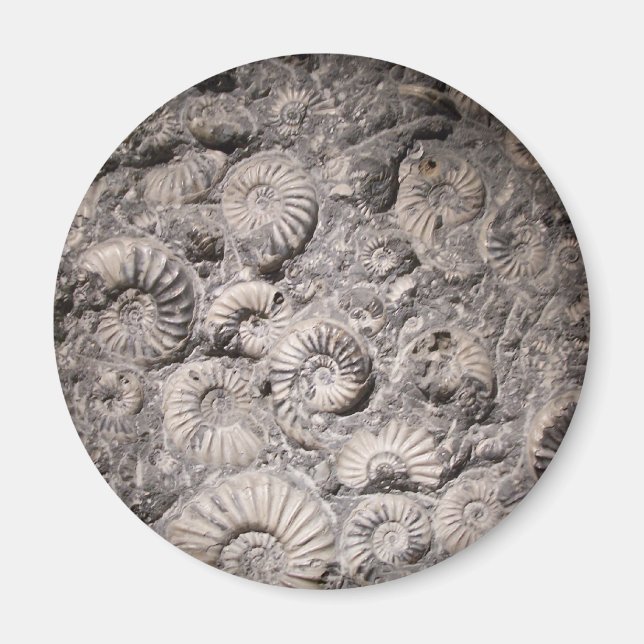 Ammonite magnet (Front)